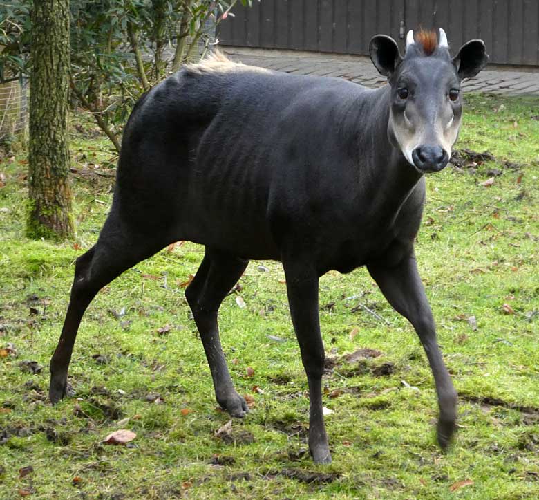 Männlicher Gelbrückenducker HOUDINI am 26. Januar 2018 auf der Außenanlage am Okapihaus im Wuppertaler Zoo