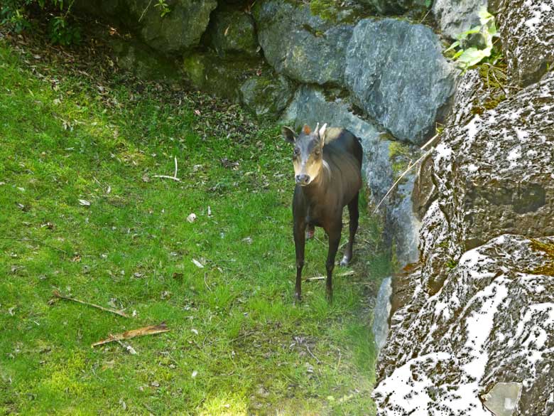 Gelbrückenducker-Männchen HOUDINI am 5. Mai 2018 auf der Außenanlage im Zoologischen Garten Wuppertal