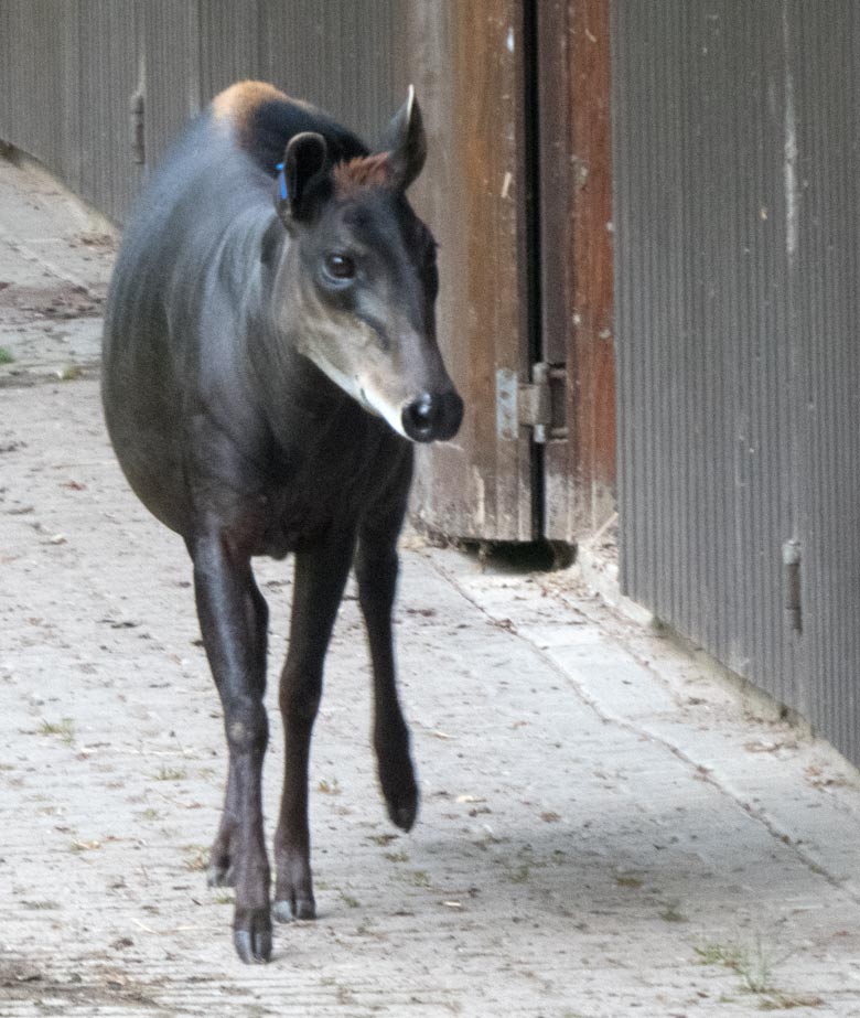 Gelbrückenducker-Weibchen am 9. Juni 2018 auf der Außenanlage im Zoologischen Garten Wuppertal