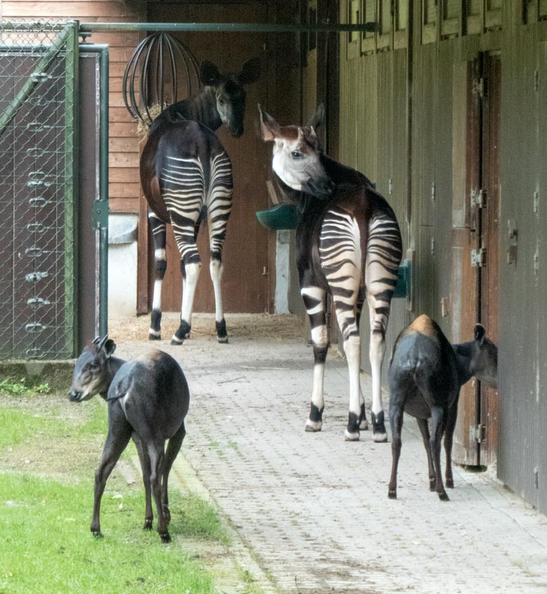 Gelbrückenducker-Paar und Okapi-Paar am 9. Juni 2018 gemeinsam auf der Außenanlage im Wuppertaler Zoo