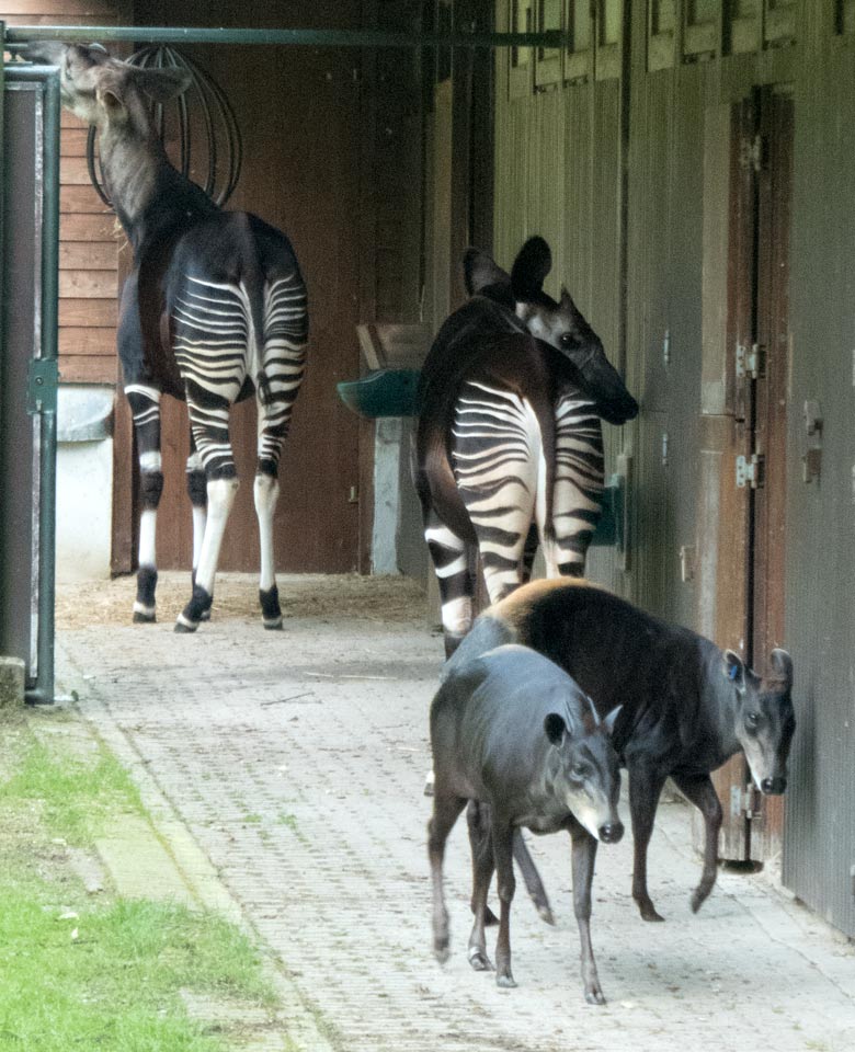 Gelbrückenducker-Paar und Okapi-Paar am 9. Juni 2018 gemeinsam auf der Außenanlage im Zoo Wuppertal