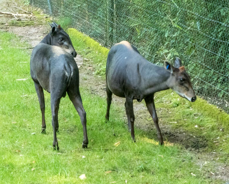 Gelbrückenducker-Männchen mit Gelbrückenducker-Weibchen am 9. Juni 2018 auf der Außenanlage im Grünen Zoo Wuppertal