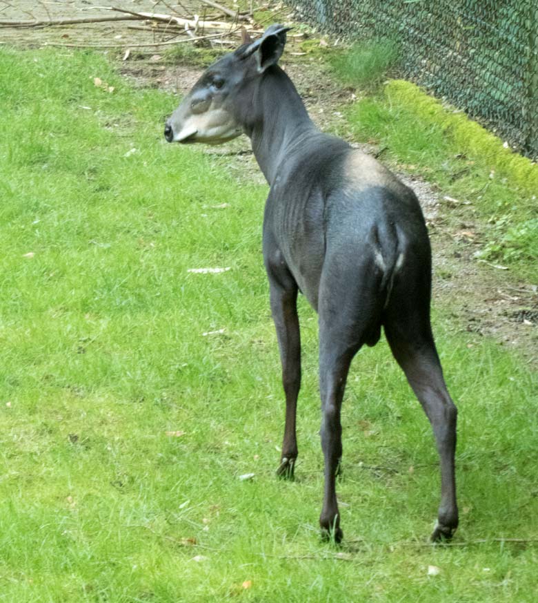 Gelbrückenducker-Männchen am 9. Juni 2018 auf der Außenanlage im Zoologischen Garten der Stadt Wuppertal