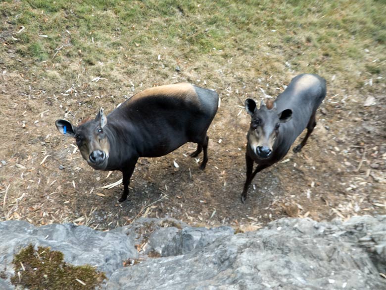 Gelbrückenducker Weibchen RUBY und Männchen HOUDINI am 14. Juli 2018 im Zoologischen Garten Wuppertal