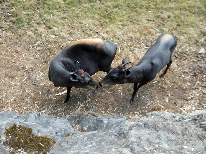 Gelbrückenducker-Paar am 14. Juli 2018 im Wuppertaler Zoo