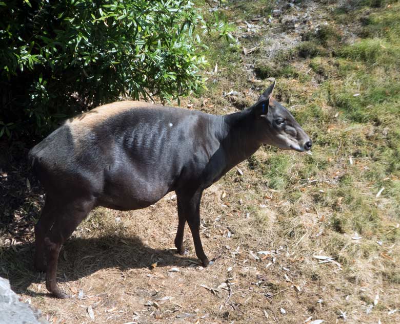 Gelbrückenducker-Weibchen RUBY am 14. Juli 2018 im Zoologischen Garten der Stadt Wuppertal