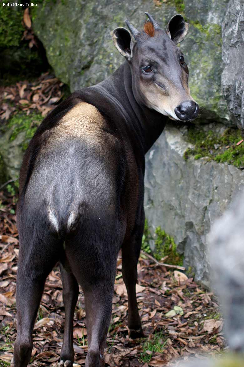 Gelbrückenducker am 2. März 2019 auf der Außenanlage am Okapi-Haus im Wuppertaler Zoo (Foto Klaus Tüller)