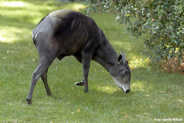 Gelbrückenducker-Männchen HOUDINI am 10. September 2019 auf der Außenanlage im Grünen Zoo Wuppertal (Foto Gerrit Nitsch)