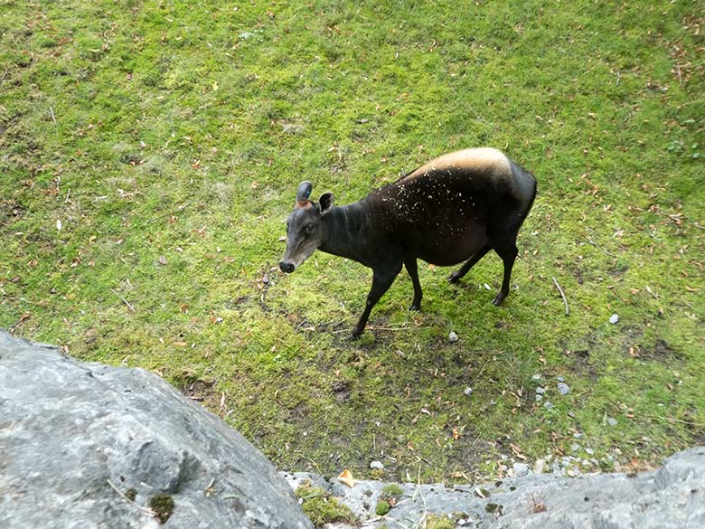 Gelbrückenducker-Weibchen RUBY am 11. September 2019 auf der Außenanlage im Zoologischen Garten der Stadt Wuppertal