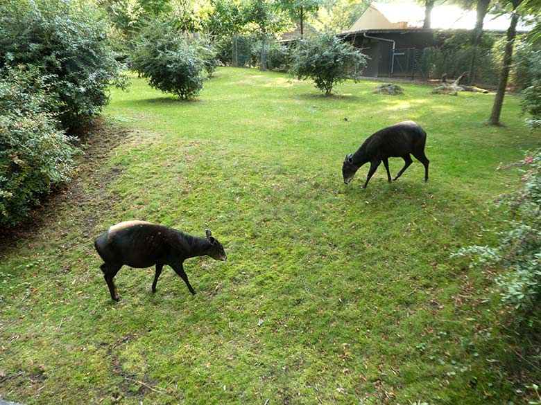 Gelbrückenducker-Weibchen RUBY und Gelbrückenducker-Männchen HOUDINI am 11. September 2019 auf der Außenanlage im Wuppertaler Zoo