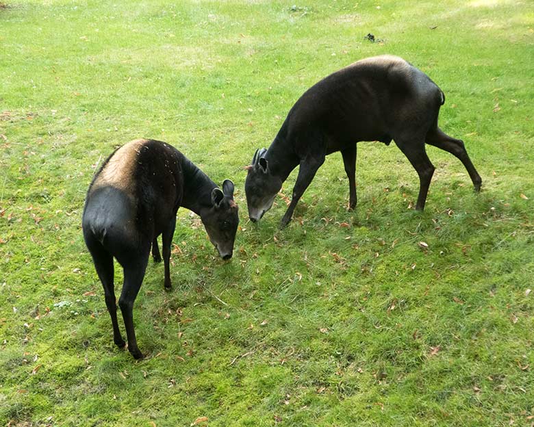 Gelbrückenducker-Weibchen RUBY und Gelbrückenducker-Männchen HOUDINI am 11. September 2019 auf der Außenanlage im Zoo Wuppertal