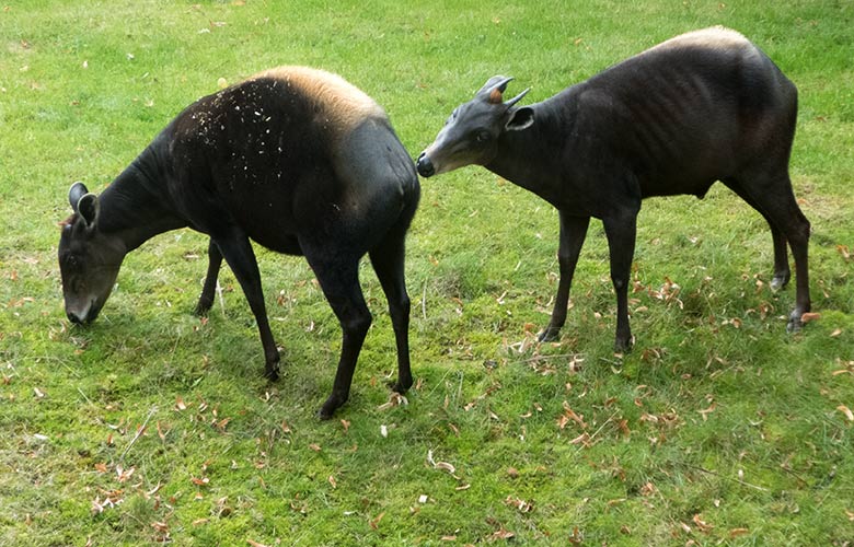 Gelbrückenducker-Weibchen RUBY und Gelbrückenducker-Männchen HOUDINI am 11. September 2019 auf der Außenanlage im Grünen Zoo Wuppertal