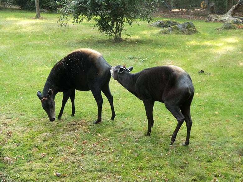 Gelbrückenducker-Weibchen RUBY und Gelbrückenducker-Männchen HOUDINI am 11. September 2019 auf der Außenanlage im Zoologischen Garten Wuppertal