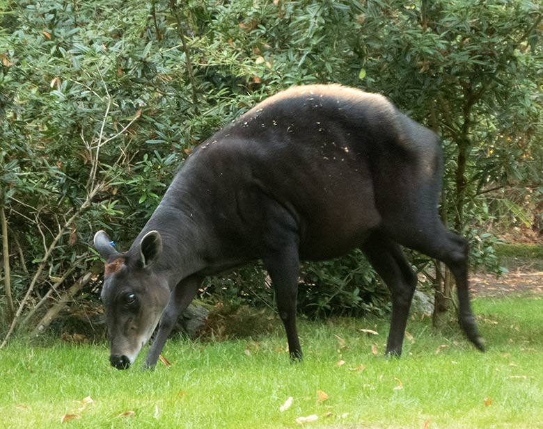 Gelbrückenducker-Weibchen RUBY am 11. September 2019 auf der Außenanlage im Wuppertaler Zoo