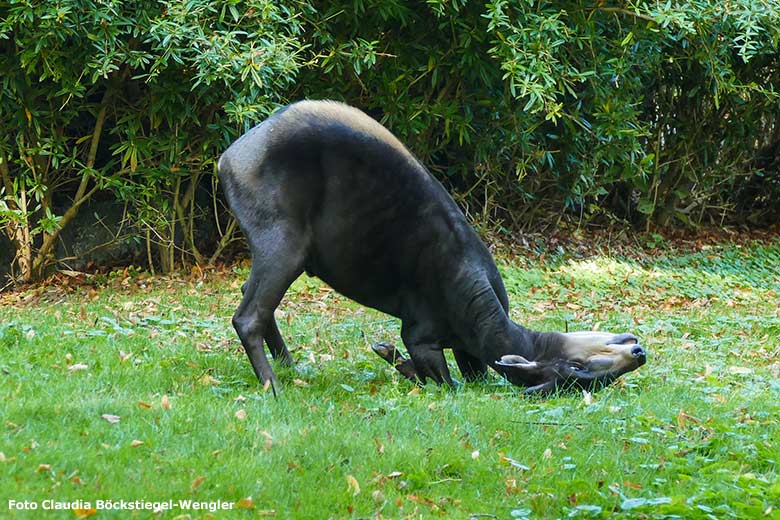 Männlicher Gelbrückenducker-Paar am 17. September 2020 auf der Außenanlage im Zoologischen Garten Wuppertal (Foto Claudia Böckstiegel-Wengler)