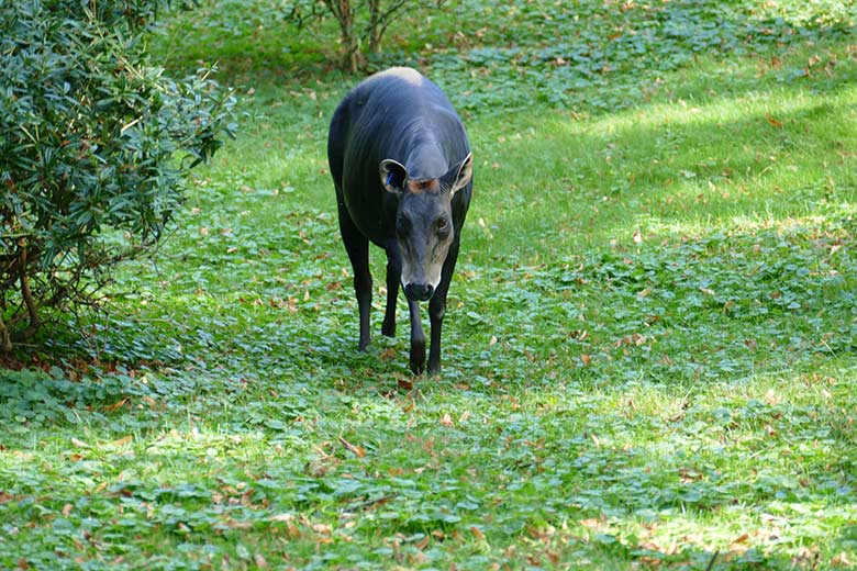 Weiblicher Gelbrückenducker am 18. September 2020 auf der Außenanlage am Okapi-Haus im Grünen Zoo Wuppertal