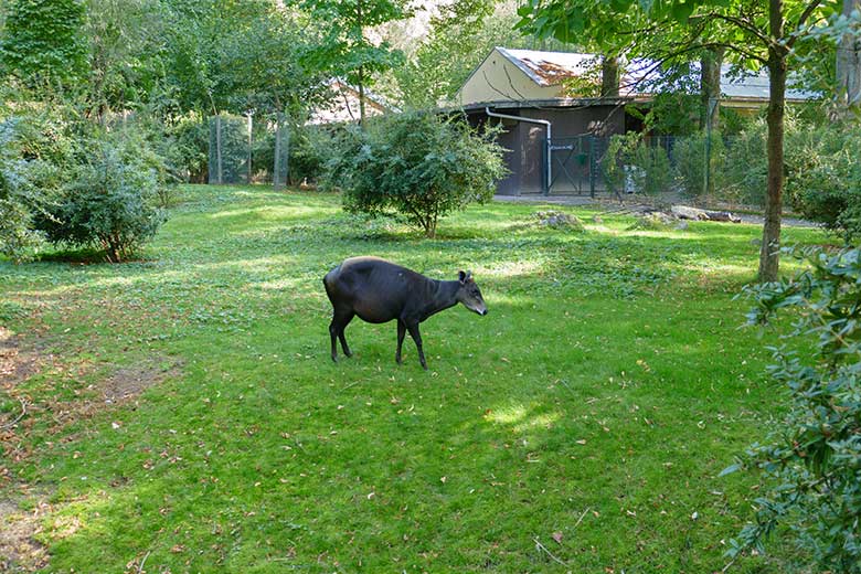 Weiblicher Gelbrückenducker am 18. September 2020 auf der Außenanlage am Okapi-Haus im Zoologischen Garten Wuppertal