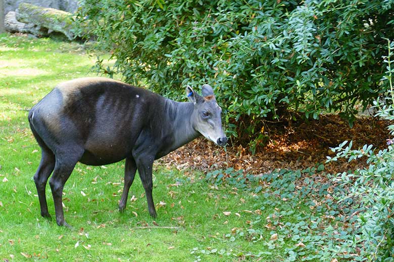 Weiblicher Gelbrückenducker am 18. September 2020 auf der Außenanlage am Okapi-Haus im Zoo Wuppertal