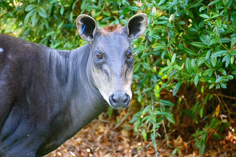 Weiblicher Gelbrückenducker am 18. September 2020 auf der Außenanlage am Okapi-Haus im Wuppertaler Zoo