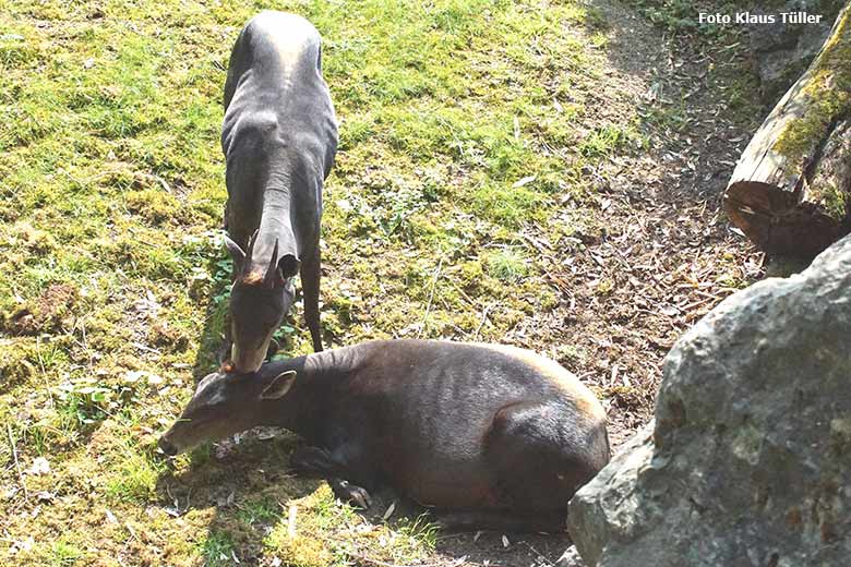 Gelbrückenducker-Paar am 9. Juni 2021 auf der Außenanlage am Okapi-Haus im Grünen Zoo Wuppertal (Foto Klaus Tüller)