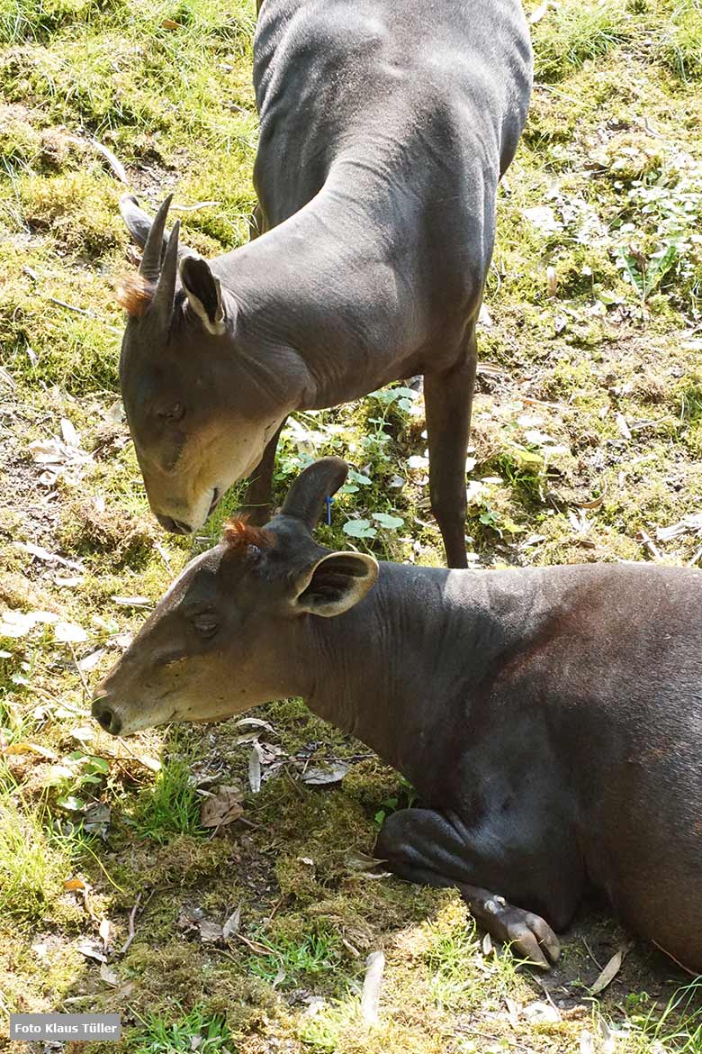 Gelbrückenducker-Paar am 9. Juni 2021 auf der Außenanlage am Okapi-Haus im Zoologischen Garten Wuppertal (Foto Klaus Tüller)