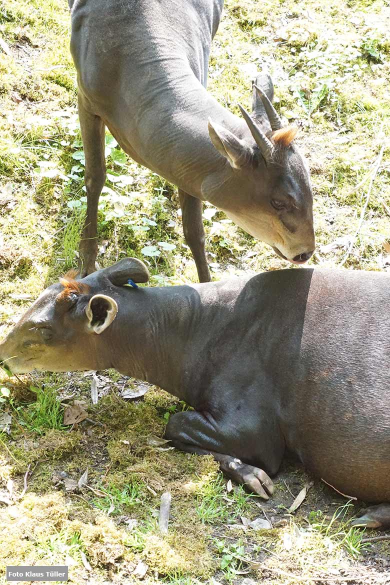 Gelbrückenducker-Paar am 9. Juni 2021 auf der Außenanlage am Okapi-Haus im Wuppertaler Zoo (Foto Klaus Tüller)