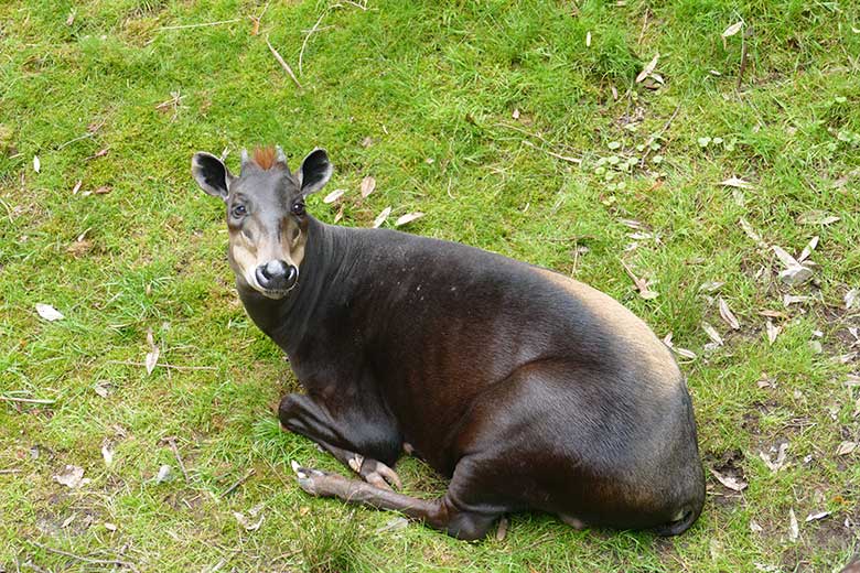 Männlicher Gelbrückenducker HOUDINI am 24. Juli 2021 auf der Außenanlage am Okapi-Haus im Wuppertaler Zoo