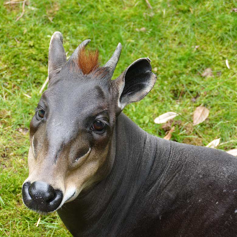 Männlicher Gelbrückenducker HOUDINI am 24. Juli 2021 auf der Außenanlage am Okapi-Haus im Zoologischen Garten Wuppertal