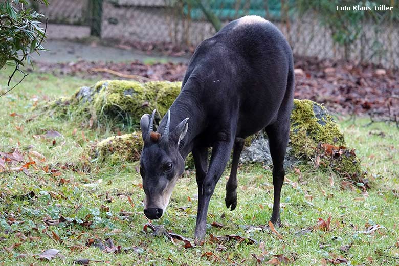 Gelbrückenducker am 27. Dezember 2021 auf der Außenanlage am Okapi-Haus im Zoologischen Garten Wuppertal (Foto Klaus Tüller)