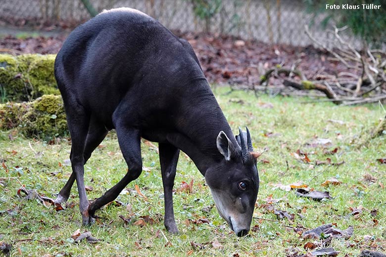 Gelbrückenducker am 27. Dezember 2021 auf der Außenanlage am Okapi-Haus im Grünen Zoo Wuppertal (Foto Klaus Tüller)