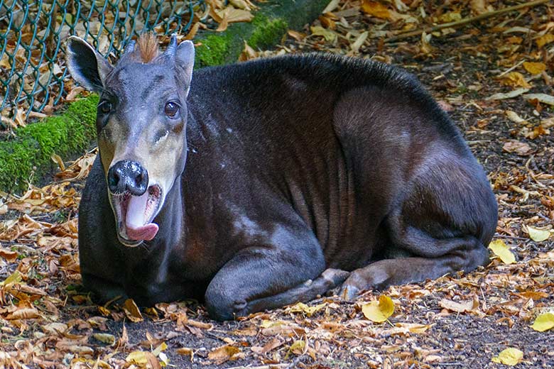 Männlicher Gelbrückenducker HOUDINI am 4. September 2022 auf der größeren Außenanlage am Okapi-Haus im Zoologischen Garten Wuppertal