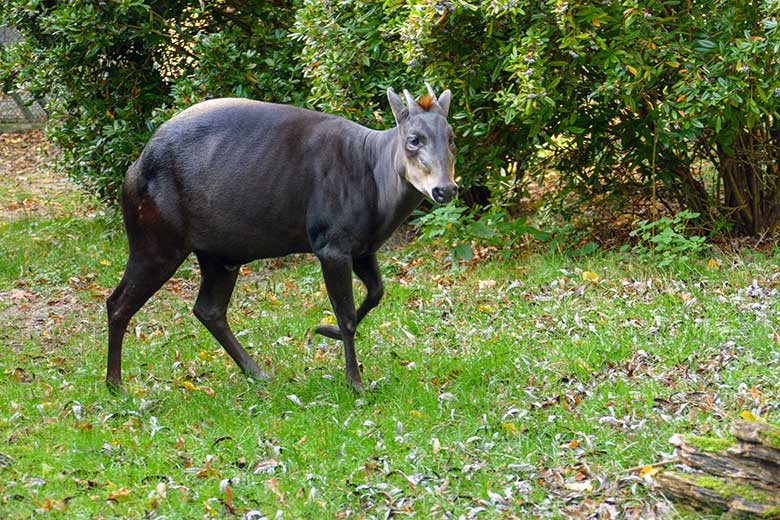 Männlicher Gelbrückenducker HOUDINI am 28. Oktober 2022 auf der kleineren Außenanlage am Okapi-Haus im Zoo Wuppertal