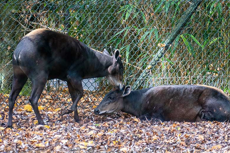 Männlicher Gelbrückenducker HOUDINI und weiblicher Gelbrückenducker RUBY (rechts) am 28. Oktober 2022 auf der kleineren Außenanlage am Okapi-Haus im Zoologischen Garten der Stadt Wuppertal