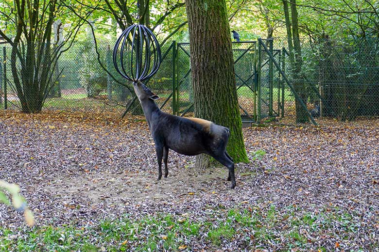 Weiblicher Gelbrückenducker RUBY am 28. Oktober 2022 auf der kleineren Außenanlage am Okapi-Haus im Zoo Wuppertal