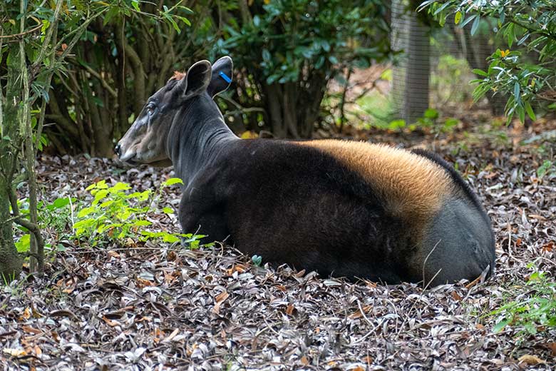 Weiblicher Gelbrückenducker RUBY am 30. Oktober 2022 auf der kleineren Außenanlage am Okapi-Haus im Zoologischen Garten Wuppertal