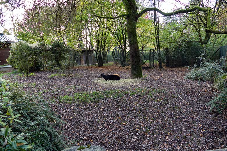 Weiblicher Gelbrückenducker RUBY am 2. November 2022 auf der kleineren Außenanlage am Okapi-Haus im Grünen Zoo Wuppertal