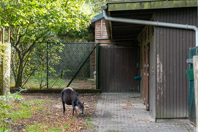 Weiblicher Gelbrückenducker RUBY auf der größeren Okapi-Außenanlage vor dem Stallgebäude ohne Transport-Kiste am 21. Oktober 2023 im Wuppertaler Zoo