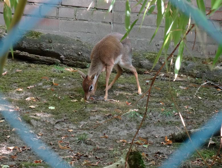 Kirk-Dikdik am 10. September 2016 auf der Außenanlage im Zoo Wuppertal