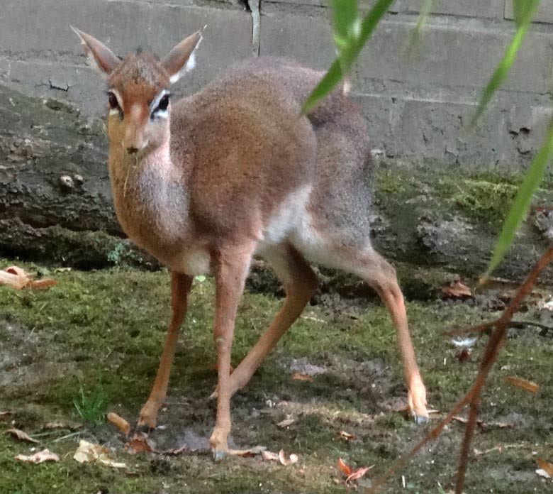 Kirk-Dikdik am 10. September 2016 auf der Außenanlage im Zoologischen Garten der Stadt Wuppertal