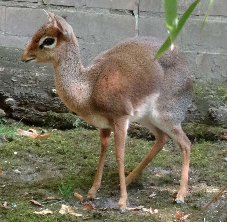 Kirk-Dikdik Weibchen am 10. September 2016 im Grünen Zoo Wuppertal