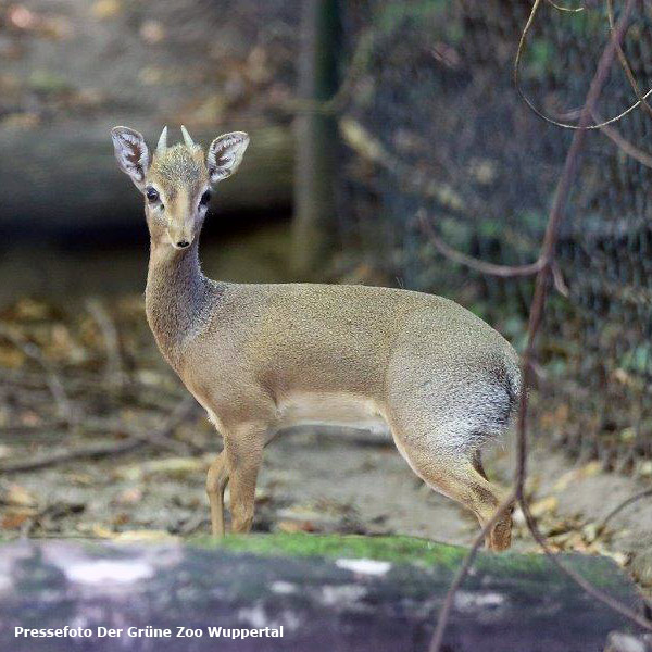 Pressefoto: Kirk-Dikdik im September 2016 im Wuppertaler Zoo (Pressefoto Der Grüne Zoo Wuppertal)