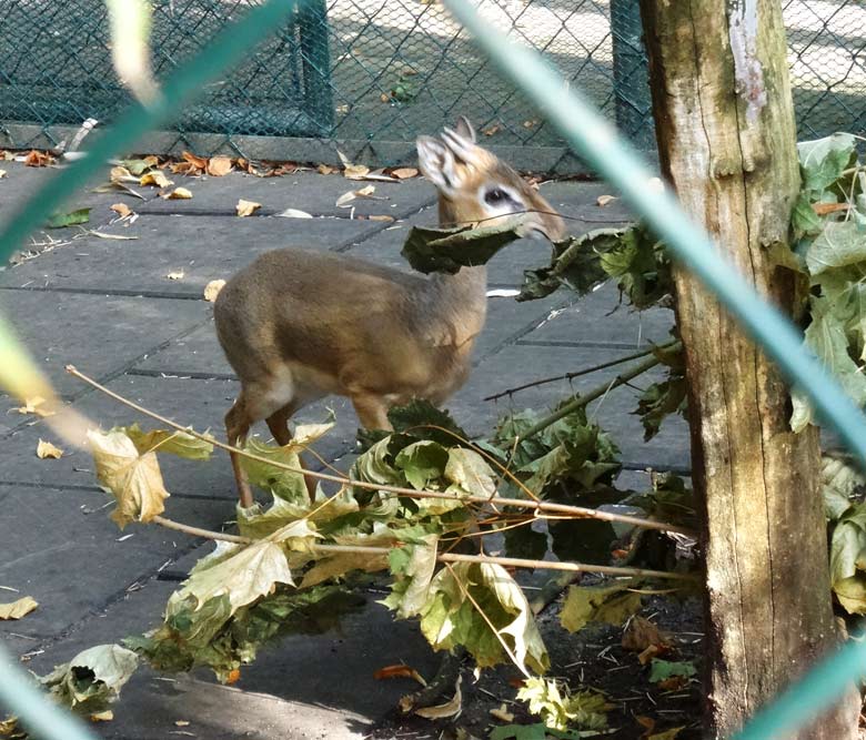 Kirk-Dikdik Männchen am 24. September 2016 im Zoo Wuppertal