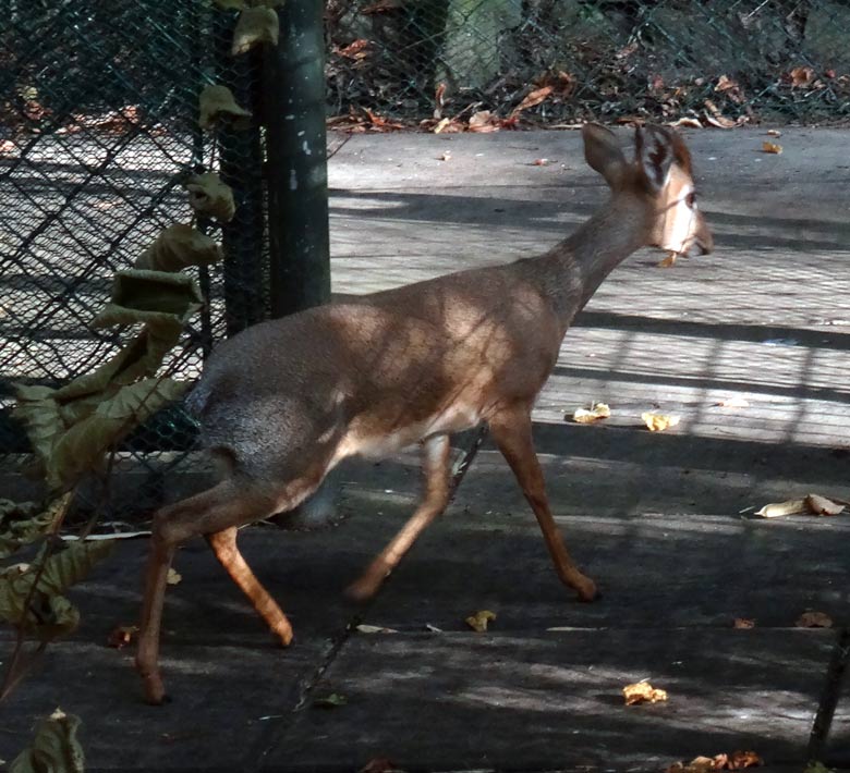 Kirk-Dikdik Männchen am 24. September 2016 im Zoologischen Garten der Stadt Wuppertal