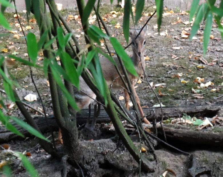 Kirk-Dikdik Männchen am 24. September 2016 im Grünen Zoo Wuppertal