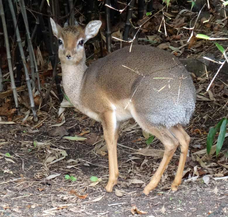 Kirk-Dikdik-Männchen am 26. November 2016 auf der Außenanlage im Zoologischen Garten der Stadt Wuppertal