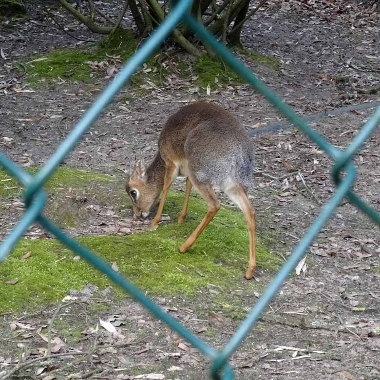 Kirk-Dikdik Männchen am 2. April 2017 auf der Außenanlage im Zoo Wuppertal