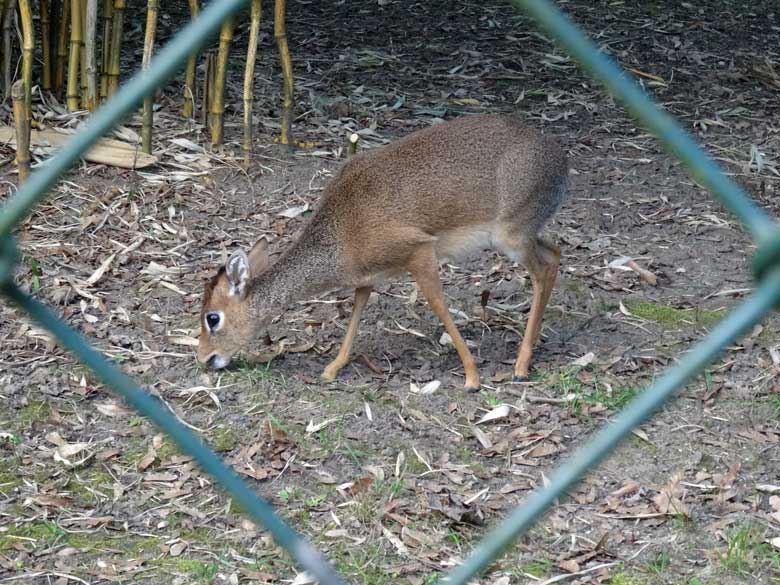 Kirk-Dikdik Weibchen am 2. April 2017 auf der Außenanlage im Zoo Wuppertal