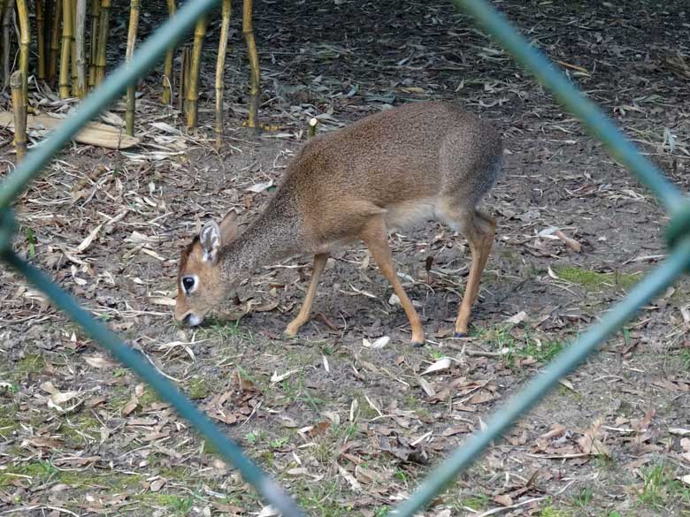 Kirk-Dikdik Weibchen am 2. April 2017 auf der Außenanlage im Zoo Wuppertal