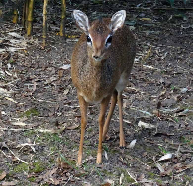 Kirk-Dikdik Weibchen am 2. April 2017 auf der Außenanlage im Zoo Wuppertal