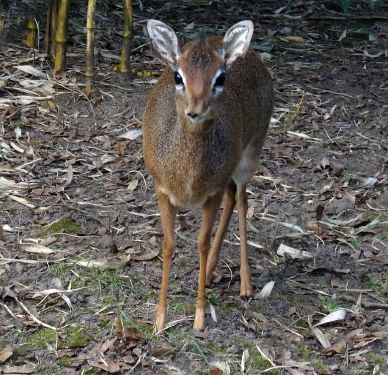 Kirk-Dikdik Weibchen am 2. April 2017 auf der Außenanlage im Zoo Wuppertal